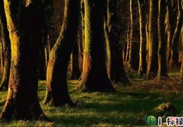 木命人的命理特点