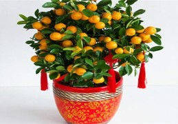 客厅旺宅招财的风水植物有哪些