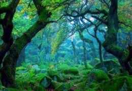 八字大林木是什么意思