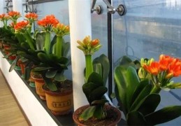 家里种植君子兰的风水禁忌