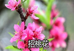 家中招桃花风水秘法（家里招桃花风水）
