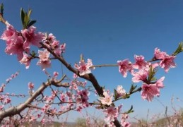 有红鸾桃花入命好不好