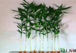 风水中怎样利用富贵竹招财