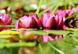 怎样才能找到桃花的位置？（怎样才能找到桃花的位置呢）