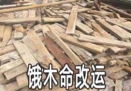 饿木命的人好不好