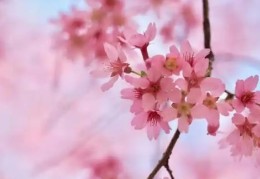 男命八字中正偏财多的人桃花多