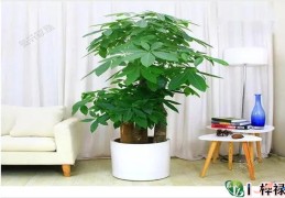 读书不好的八字特征