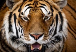 化解虎口煞最简单有效的方法