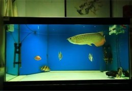 ​家里养金龙鱼需要注意什么