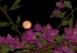 六爻月破的看法技巧