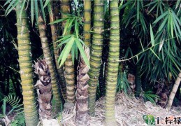阳宅十大镇宅辟邪的植物