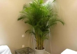 家中摆放植物风水讲究