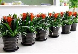 挡煞的风水植物有哪些