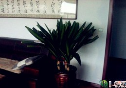 办公室放什么花最旺财