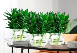 富贵竹办公室摆放风水