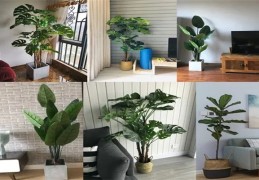 室内养什么植物风水好