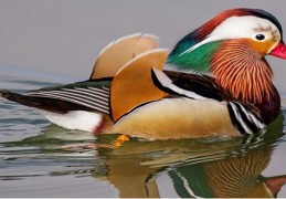 八字中孤鸾煞的含义