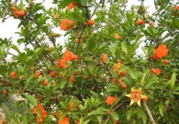 辛酉石榴木的人命好坏，辛酉石榴木各时辰吉凶解析