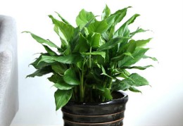 哪些植物在风水上招财