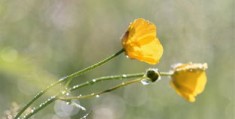 咸池桃花是什么意思咸池桃花是好是坏