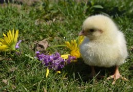 属鸡人在2024年龙年的运势