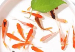养几条金鱼风水最好