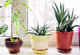 适合家里种植的盆栽有哪些