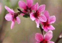 八字看桃花煞技巧