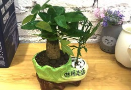 住宅发财树风水摆放三不要