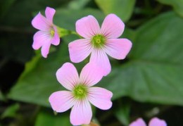 八字带天禧桃花和红艳桃花