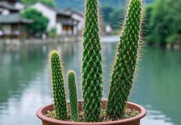 带刺植物在风水中的作用