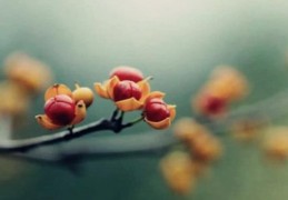 金舆贵人在不同柱的意思