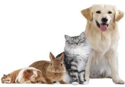 家庭宜养十大招财宠物