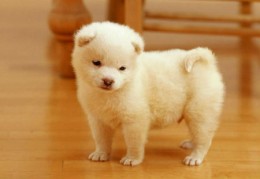 家里养狗必须要知道的风水