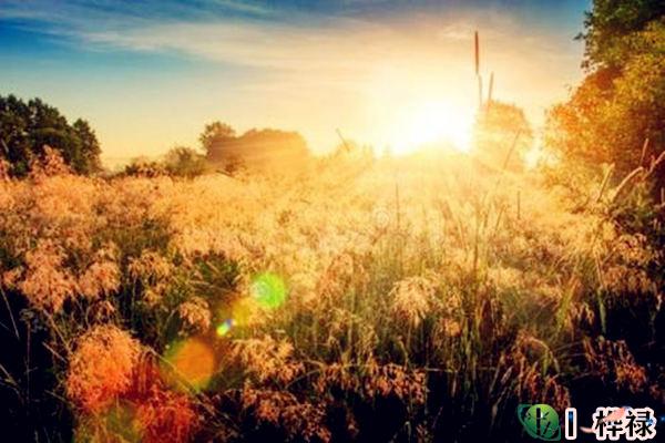 六爻断老人生死,六爻断父母寿命