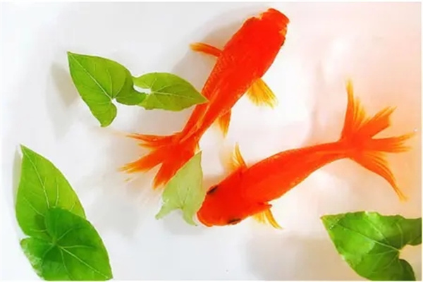 养什么不同颜色的鱼招财