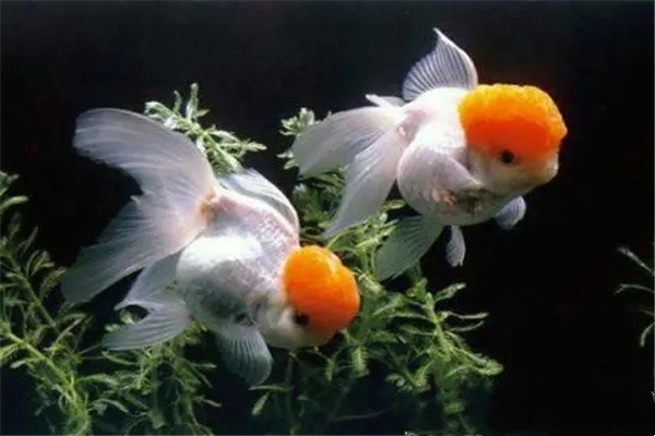 养什么不同颜色的鱼招财