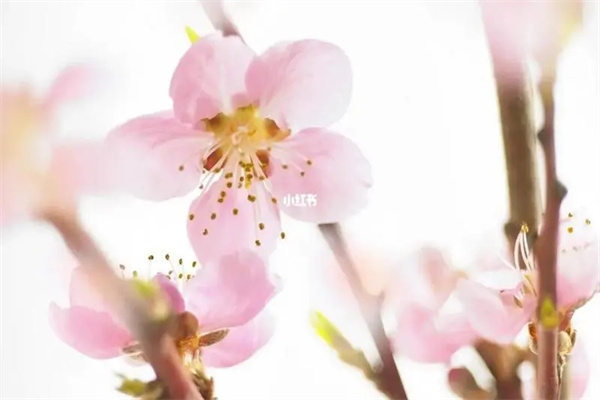 u=503562415,1536208890&fm=253&fmt=auto&app=138&f=JPEG.webp.jpg u=503562415,1536208890&fm=253&fmt=auto&app=138&f=JPEG.webp.jpg