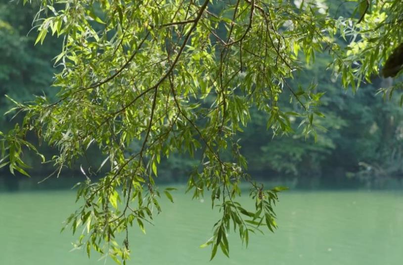 癸未杨柳木是什么意思?癸未杨柳木的命好吗-桦玺易学网 癸未杨柳木是什么意思?癸未杨柳木的命好吗-桦玺易学网