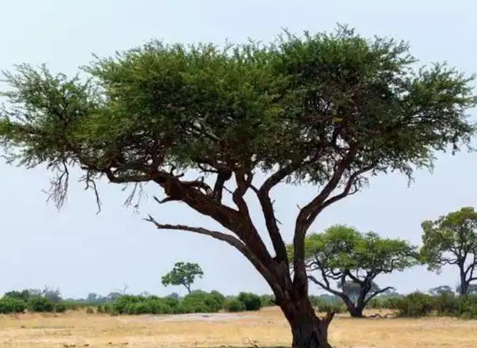 己亥平地木的人命好坏,己亥平地木各时辰吉凶解析-桦玺易学网 己亥平地木的人命好坏,己亥平地木各时辰吉凶解析-桦玺易学网